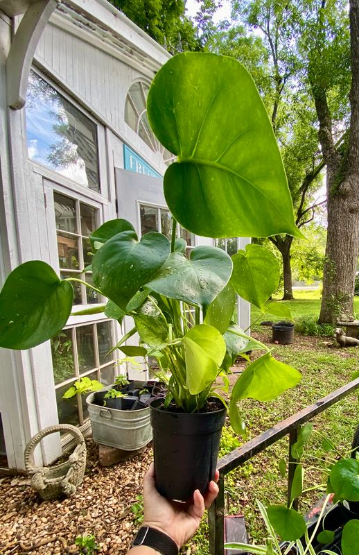 Monstera Deliciosa Live Plant, 6-Inch