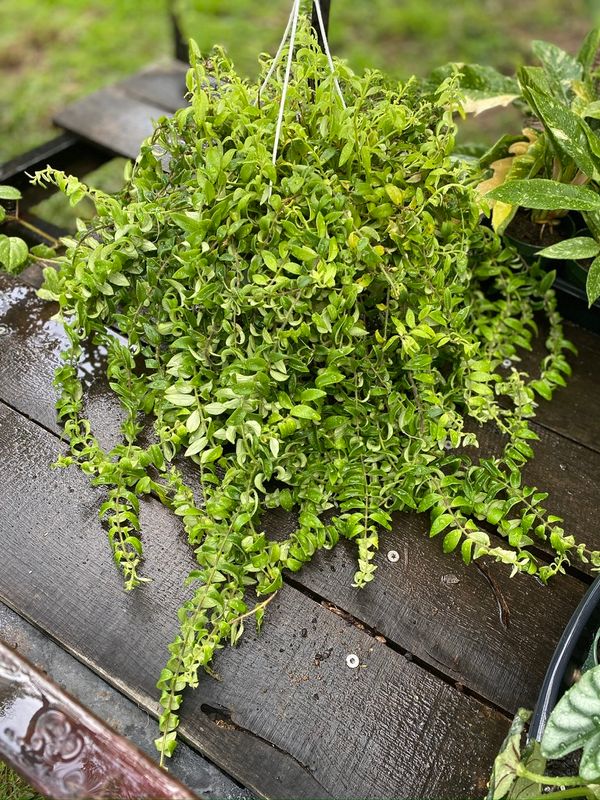 Curly Lipstick Plant - 8&quot; Pot