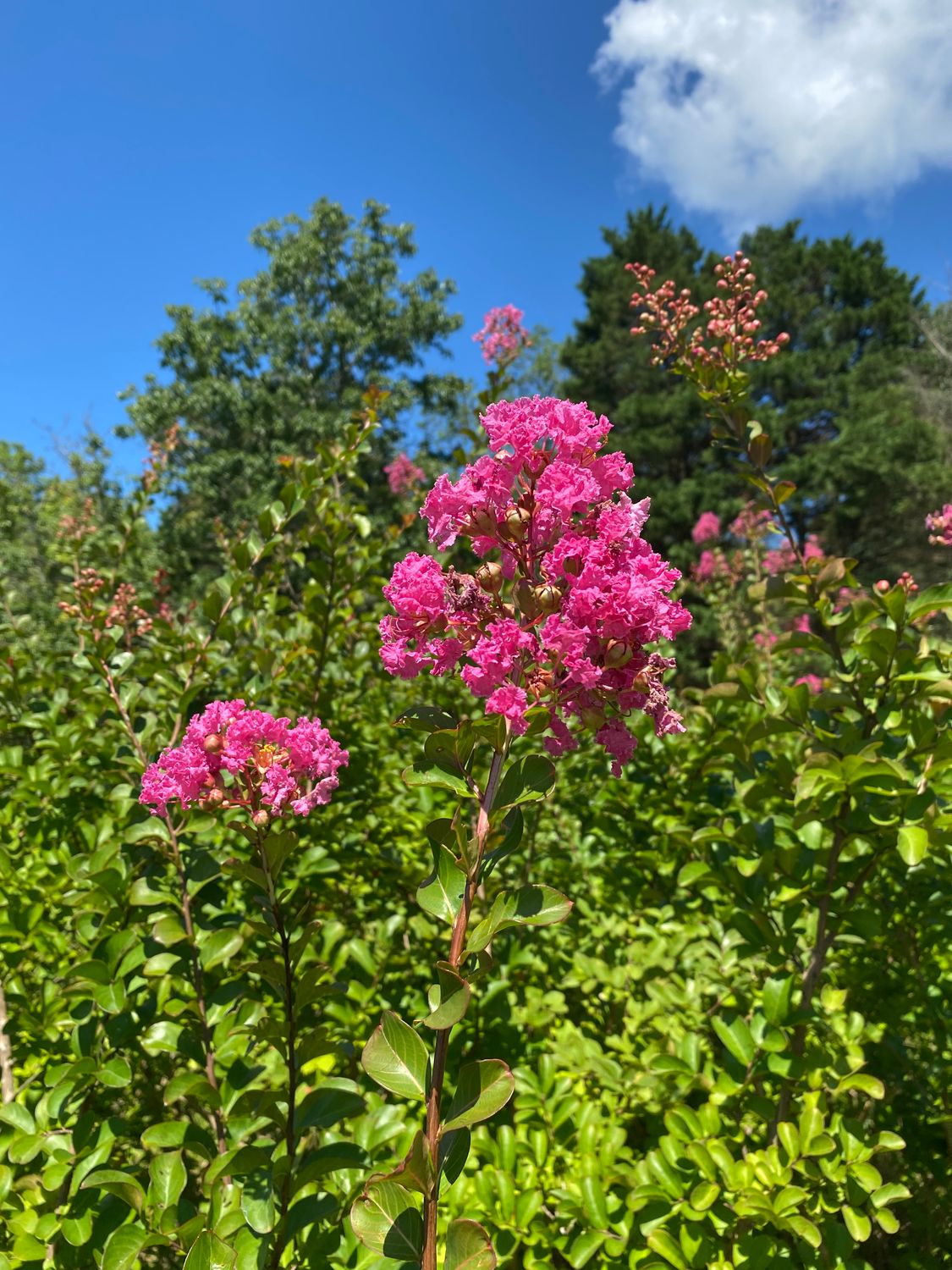 Crape Myrtle Tree Watermelon Pink 25 Gallon Pot