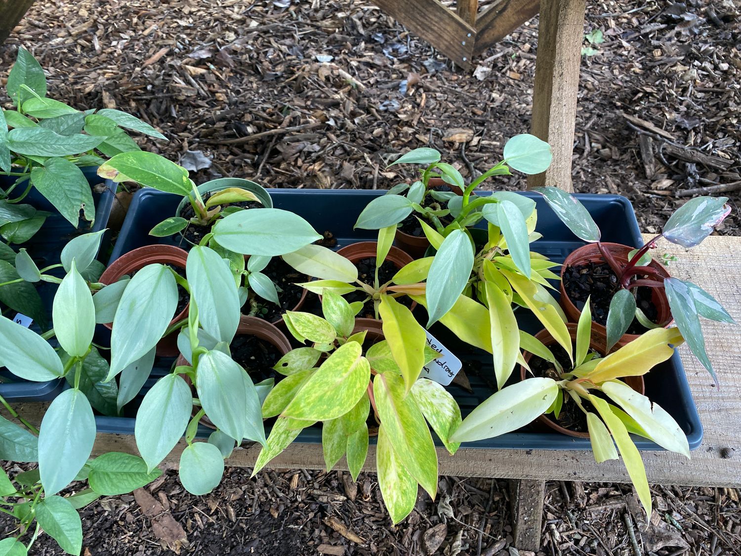 Philodendron Assorted Starter Plants 4&quot; Pot