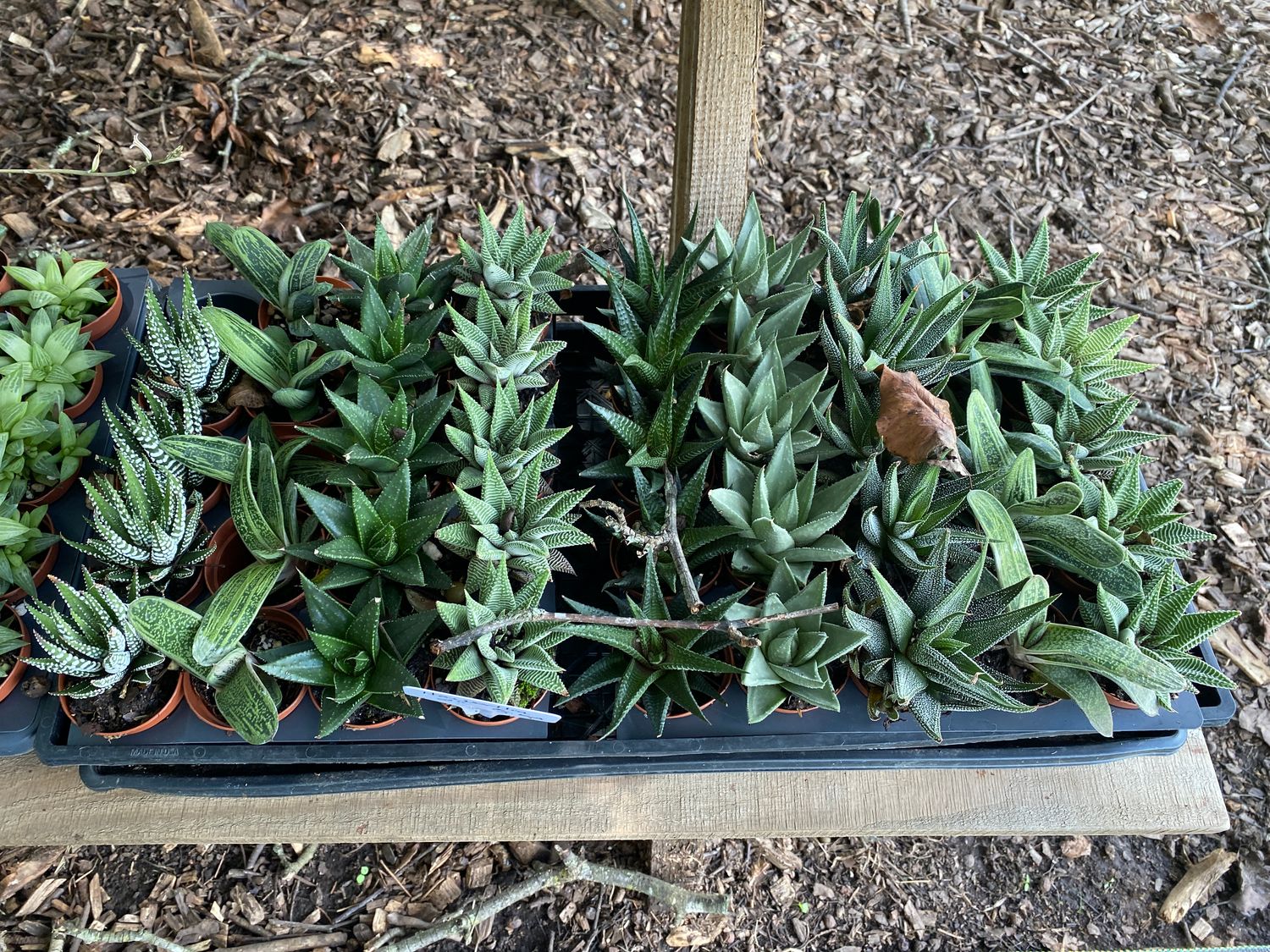 Haworthia Assortment 2&quot; Pots