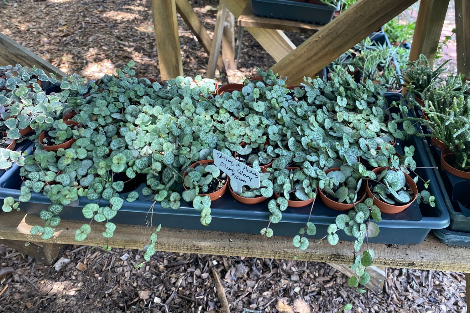 String of Heart Silver Ceropegia Woodii Succulent 2&quot; Pot Live Plant