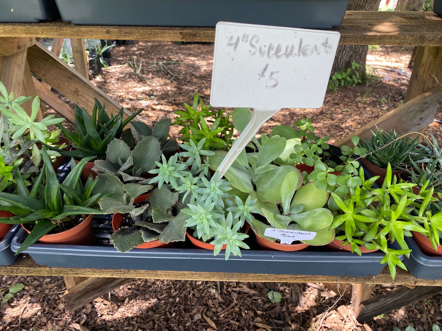 Succulent Assorted Succulent 4&quot; Pot - $5