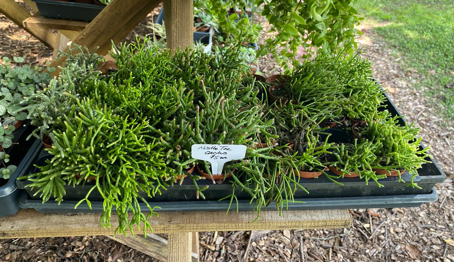 Cactus Mistletoe 2&quot; Pot 5 varieties