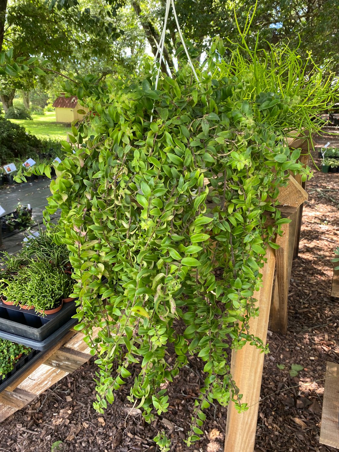 Curly Lipstick Plant - 8&quot; Pot