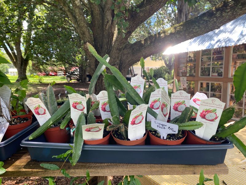 Patio Fruit Dragon Fruit Red 4&quot; Pot Edible Fruit