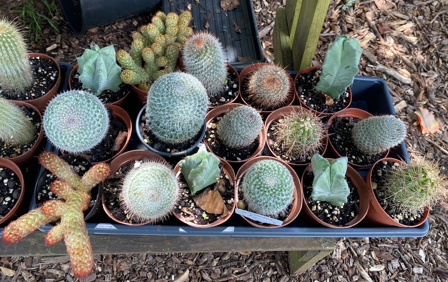 Cactus Assorted 4&quot; Pot - $5 each