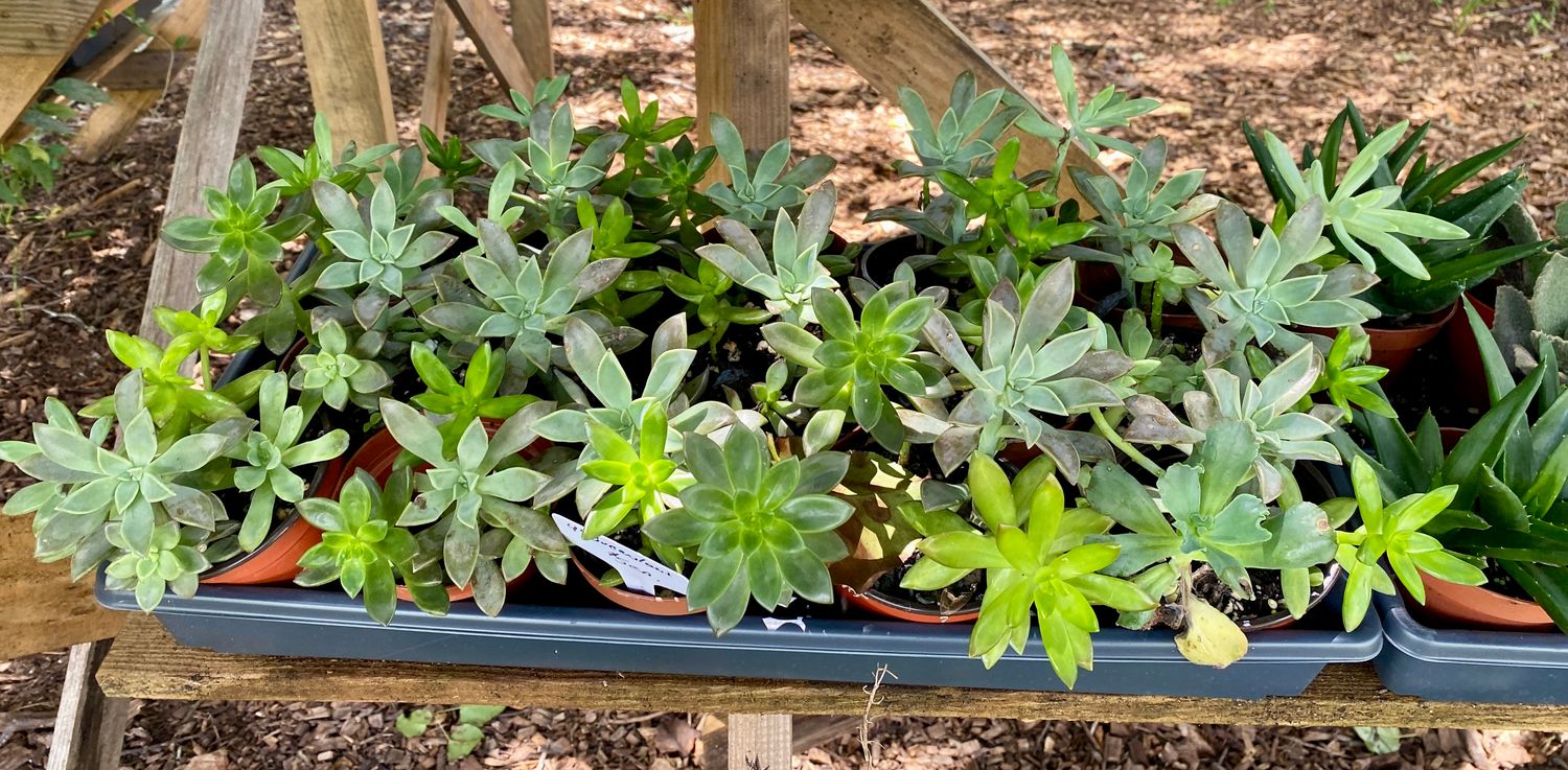 Succulent Mix  4&quot; Pot - $5
