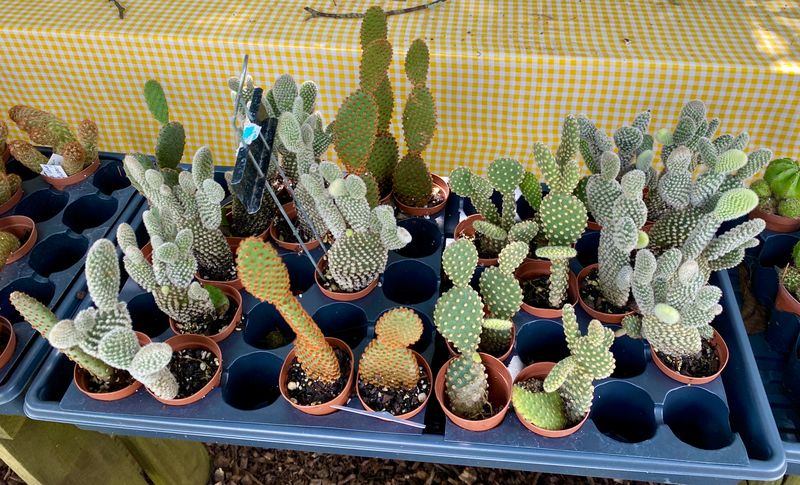 Cactus Bunny Ear Assorted Colors $5
