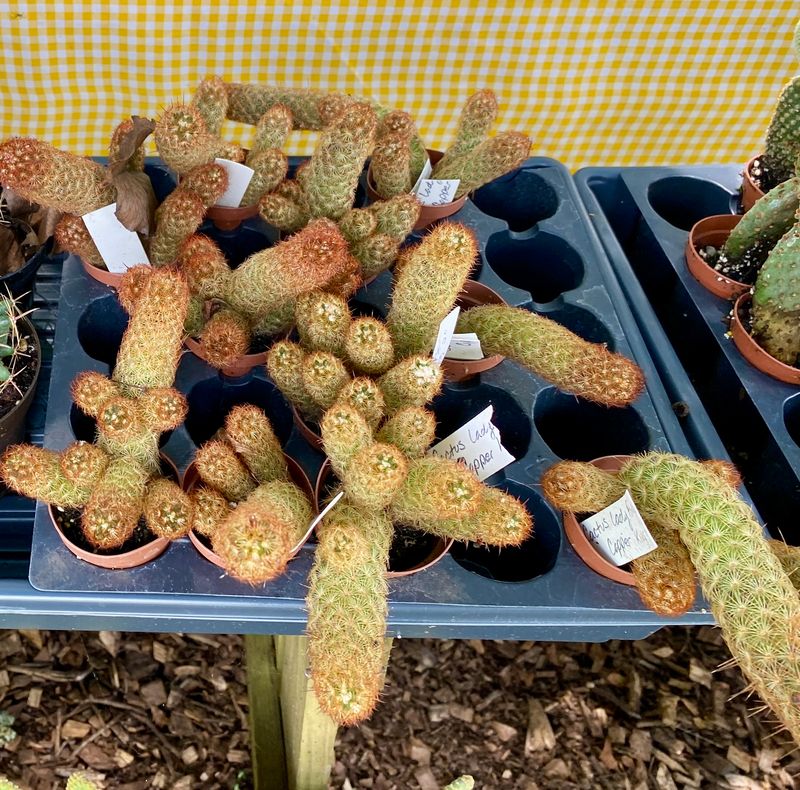 Cactus Mammillaria Elongata Lady Finger Copper King 2&quot; Pot Live Plant