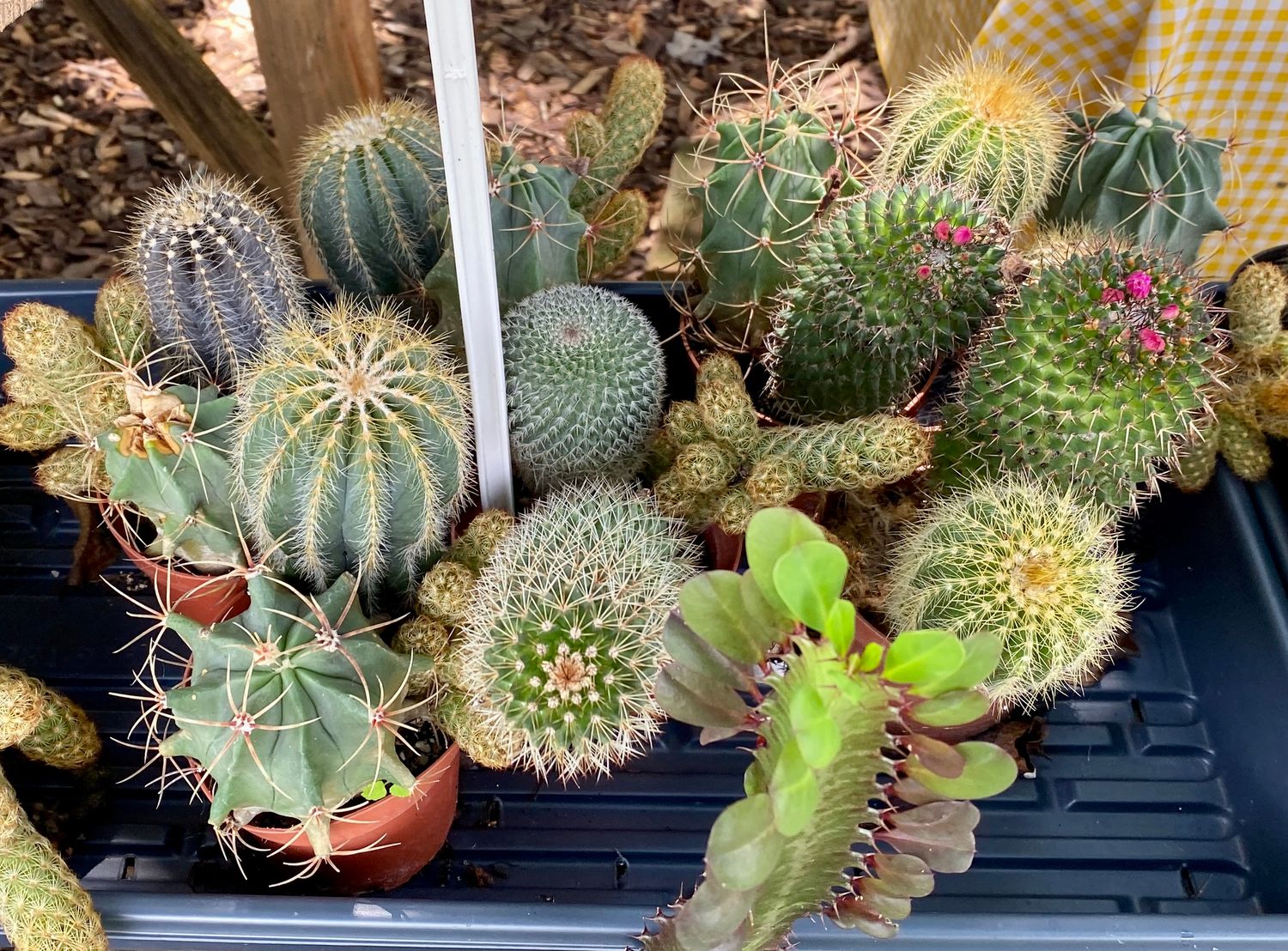 Cactus Mix 4&quot; Pot 3 Cacti Per Pot