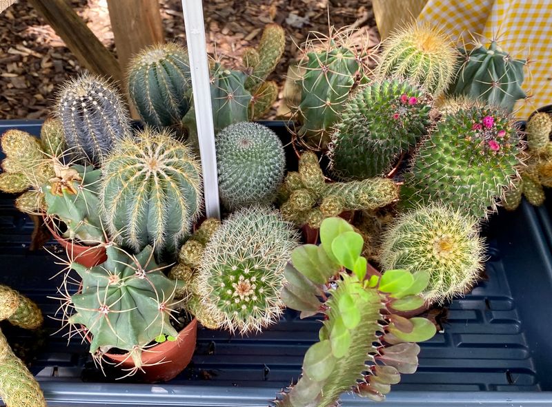 Cactus Mix 4&quot; Pot 3 Cacti Per Pot