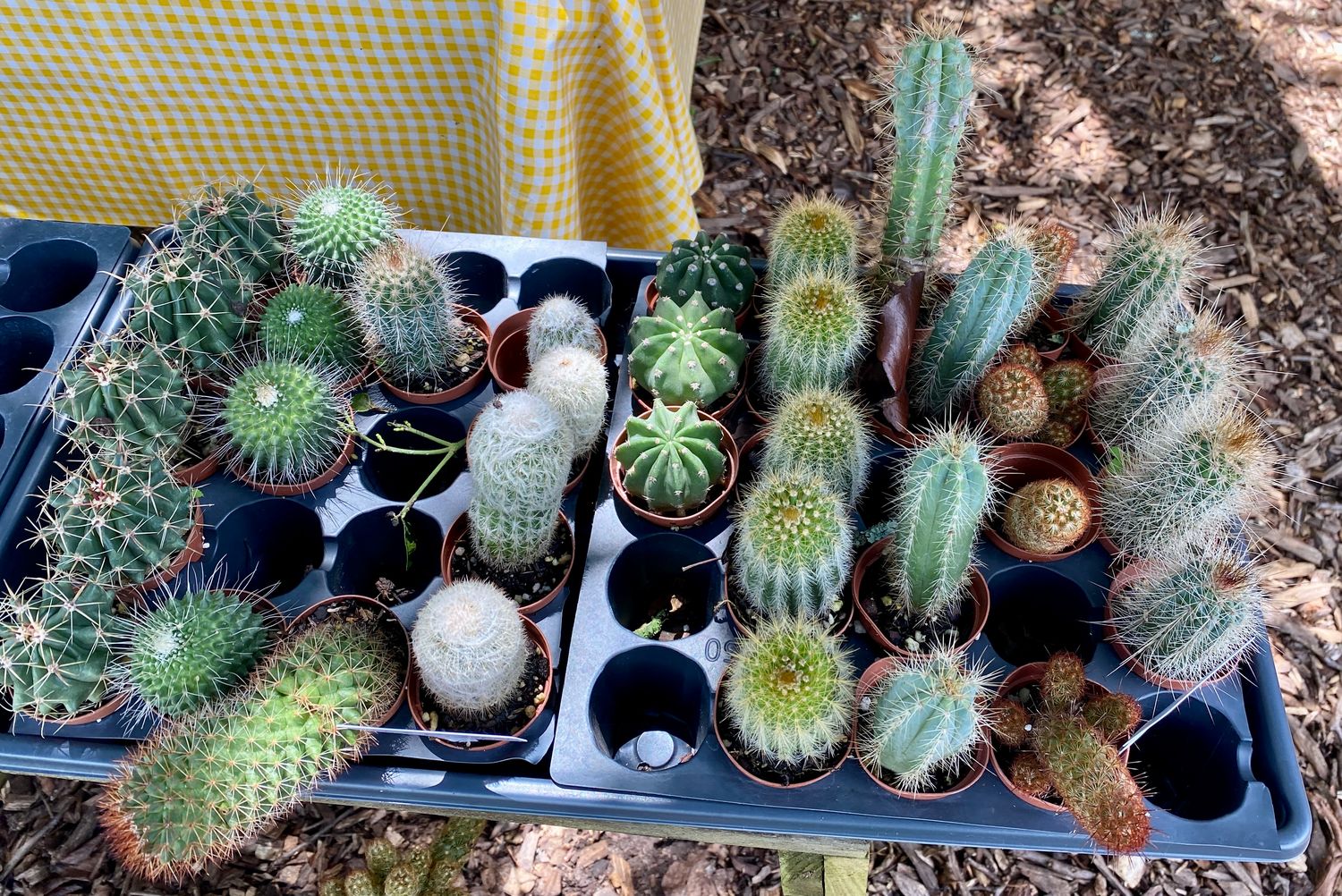 Cactus Assorted 2” Pot - $3 Each