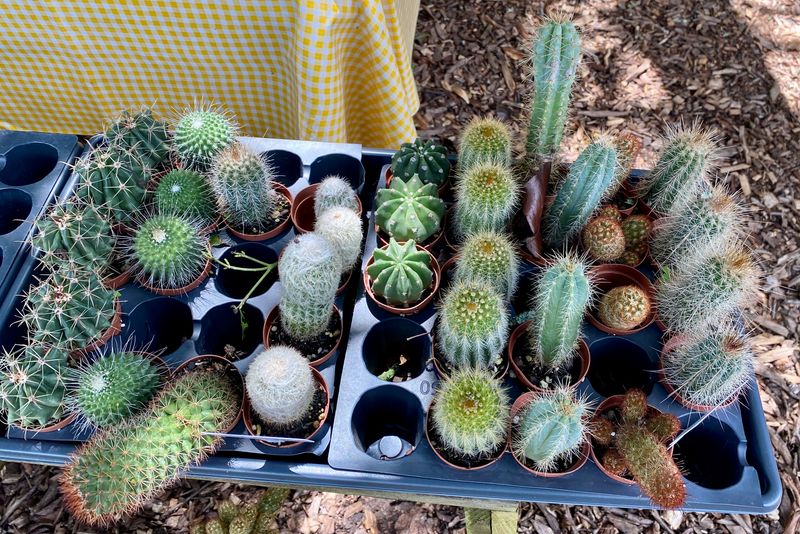 Cactus Assorted 2” Pot - $3 Each