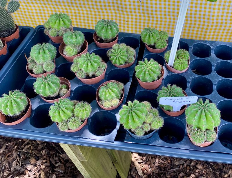 Cactus Hybrid Rainbow Burst 2&quot; Pot Live Plant with Babies