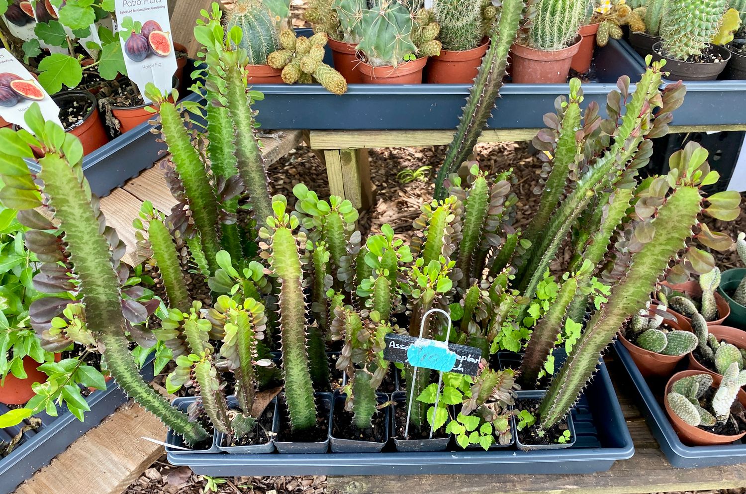 African Milk Tree Euphorbia Trigona Rubra Red 2.5&quot; Tall Pot Live Plant