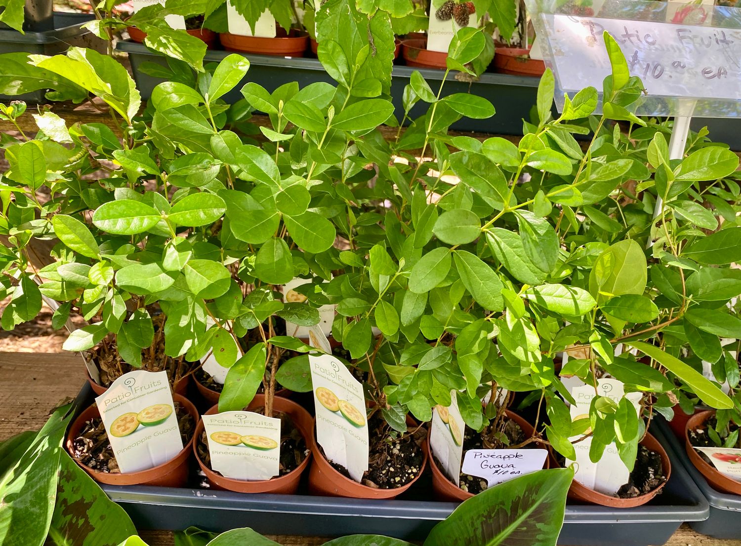 Patio Fruit Pineapple Guava Feijoa Sellowiana 4&quot; Pot Live Plant