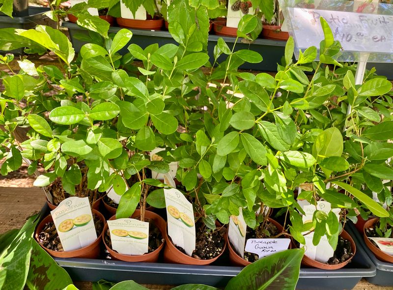 Patio Fruit Pineapple Guava Feijoa Sellowiana 4&quot; Pot Live Plant