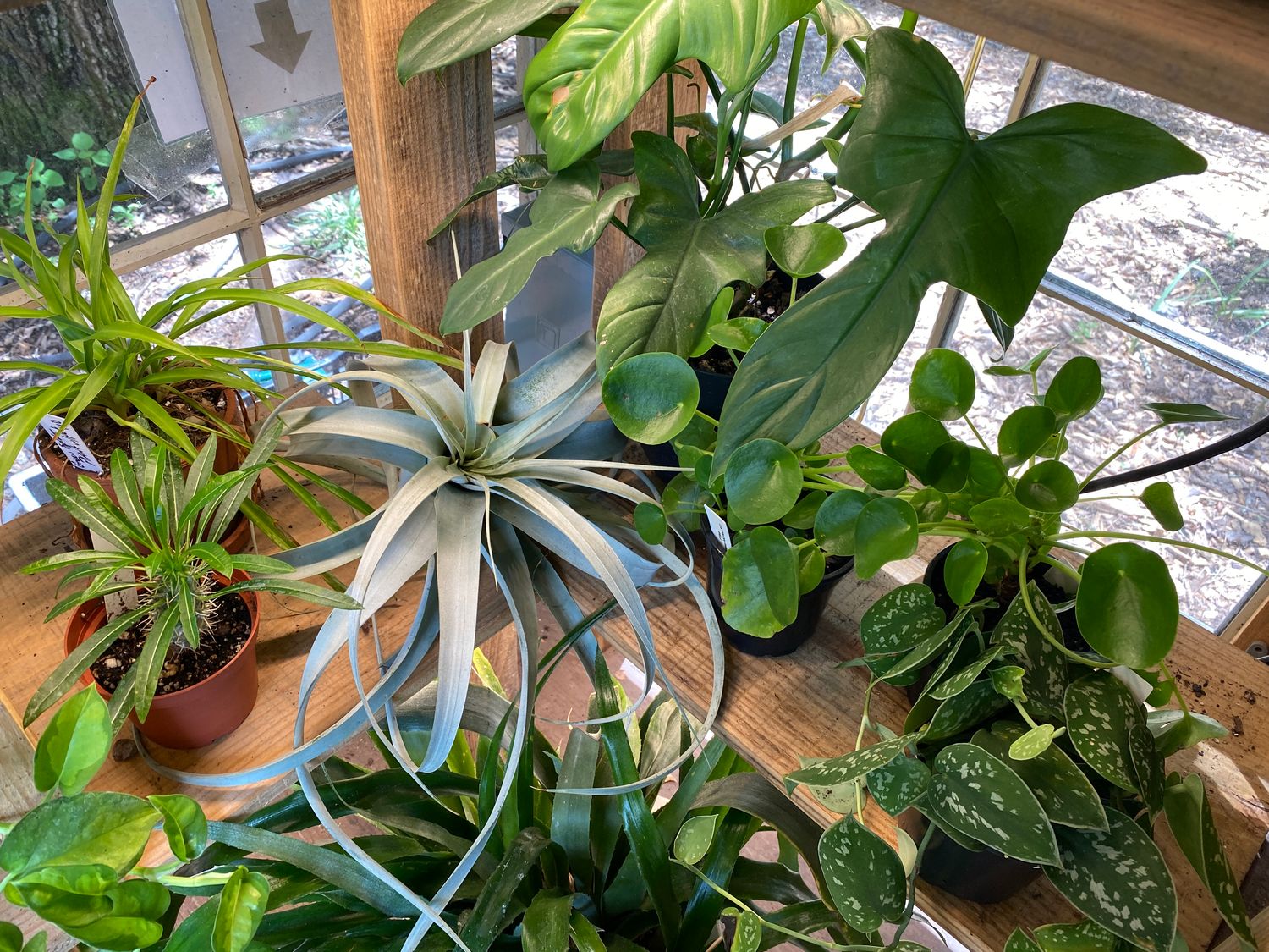 Houseplants Assorted Sizes and Prices