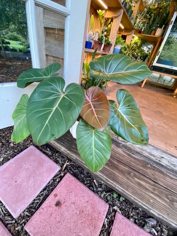 Philodendron Gloriosum with Large White Ceramic Pot