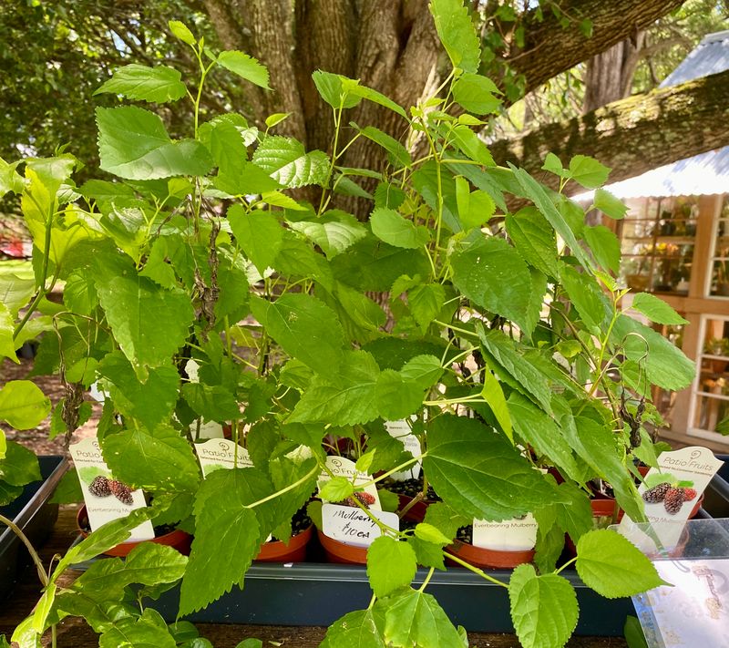Patio Fruit Mulberry Bush or Morus Nigra Dwarf Fruit Tree 4&quot; Pot Live Plant