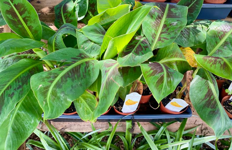 Patio Fruit Banana Plant Musa Truly Tiny Dwarf Banana Tree 4&quot; Pot Live Plant