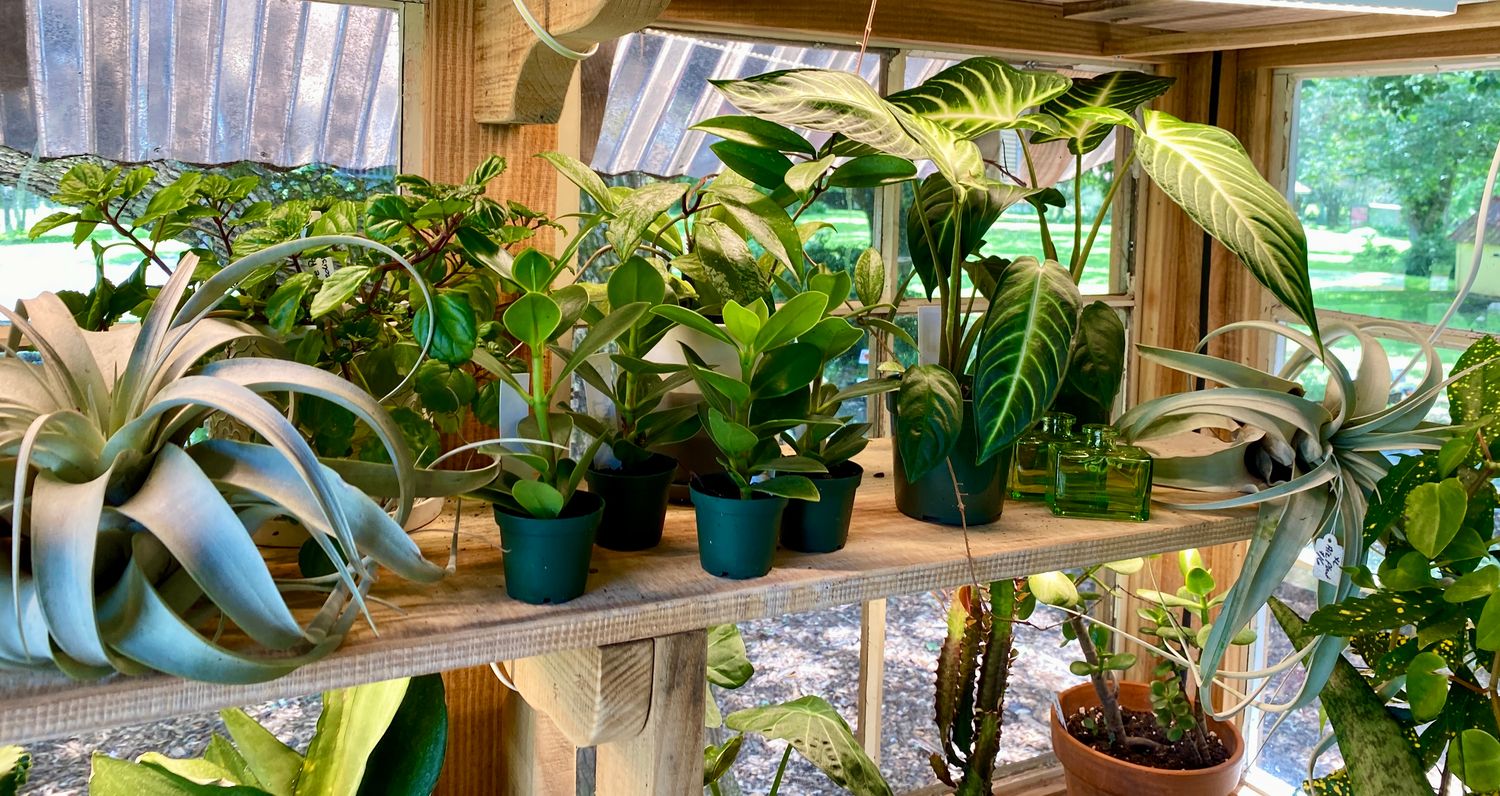 Houseplants Assorted Sizes and Prices