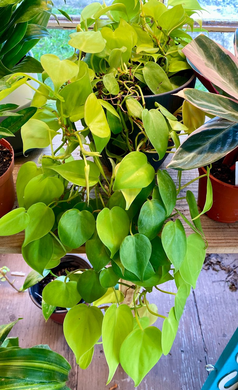 Philodendron Neon Black Porcelain