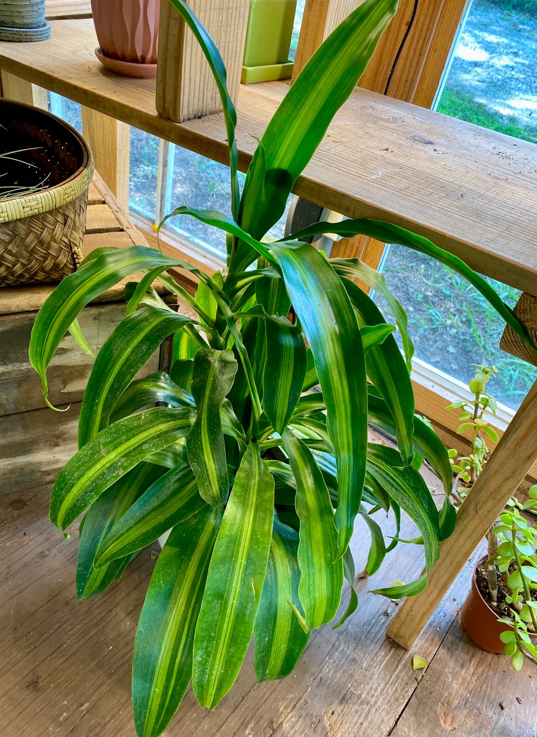Dracaena Golden Heart Corn Plant