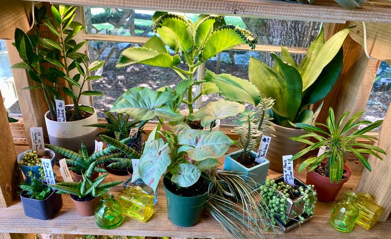 Houseplants Assorted Sizes &amp; Prices
