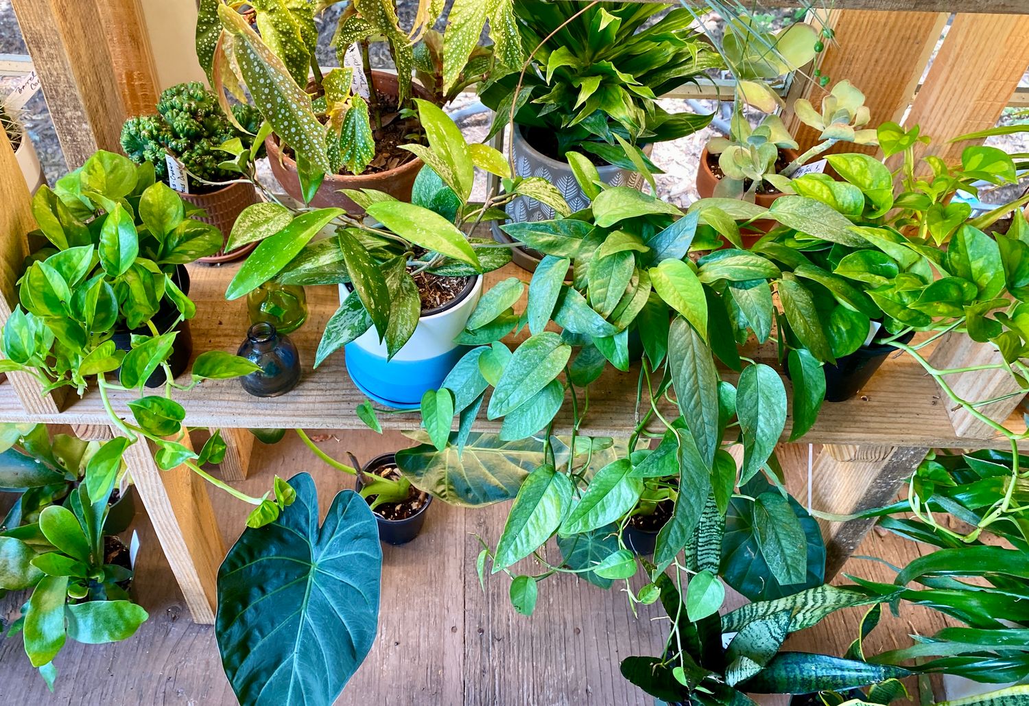 Houseplants Assorted Sizes and Prices