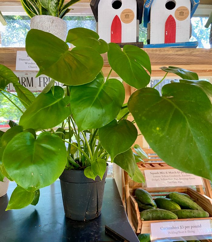 Monstera Deliciosa Live Plant, 6-Inch