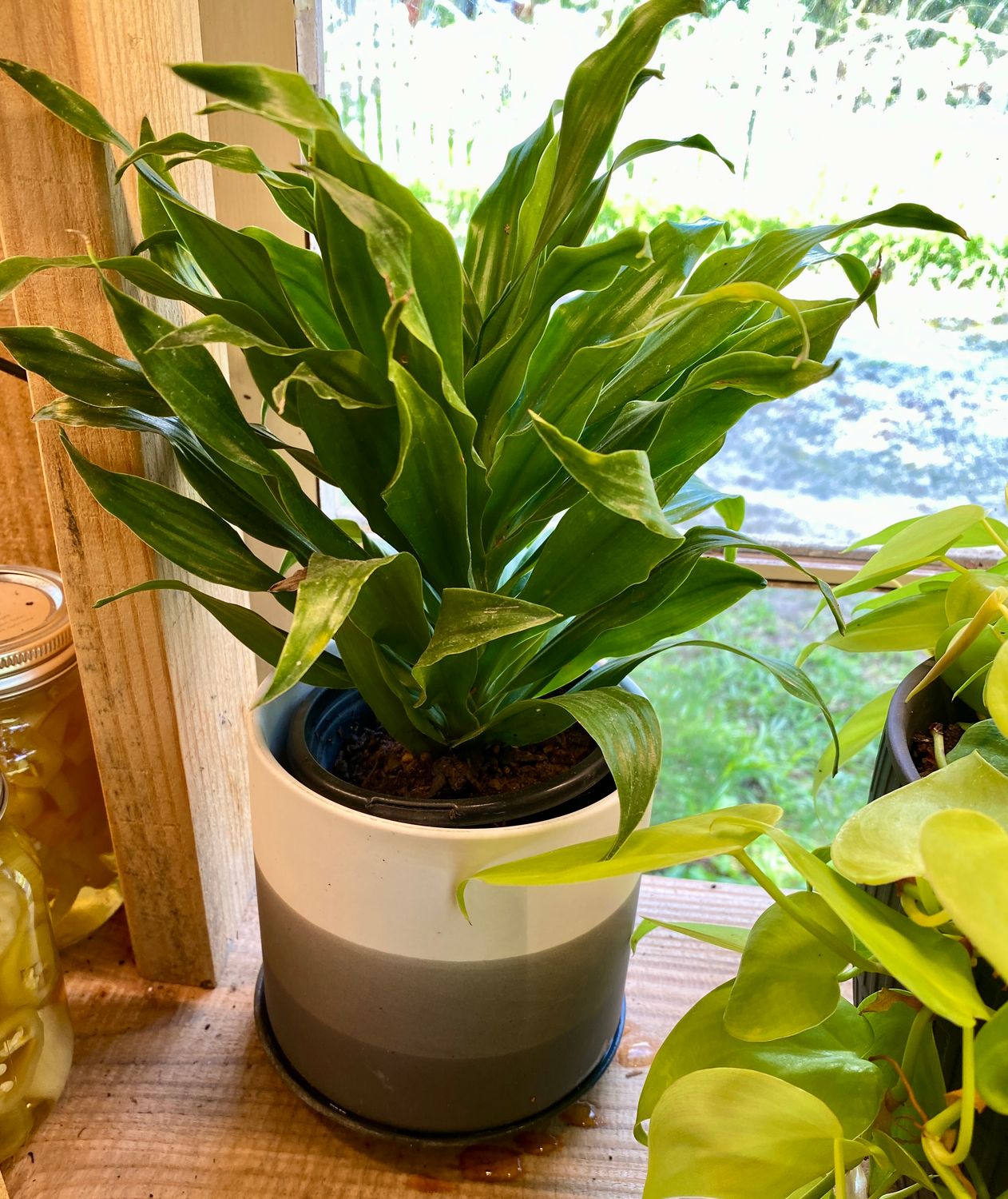 Dracaena Janet Craig in white and gray pot