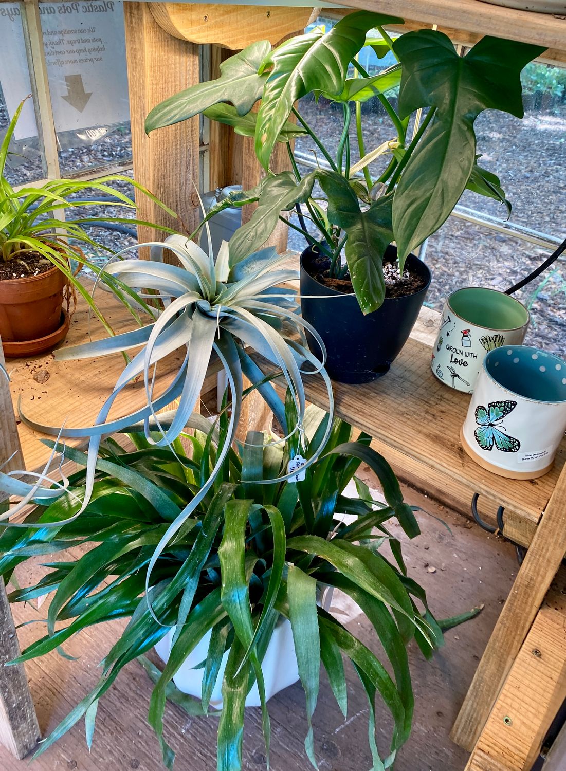 Houseplants Assorted Sizes and Prices