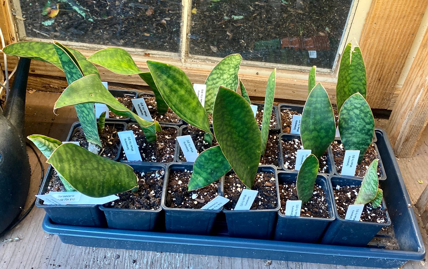 Sansevieria Masoniana Whale Tail or Shark Fin 4&quot; Pot Live Plant