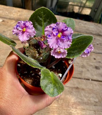 African Violets