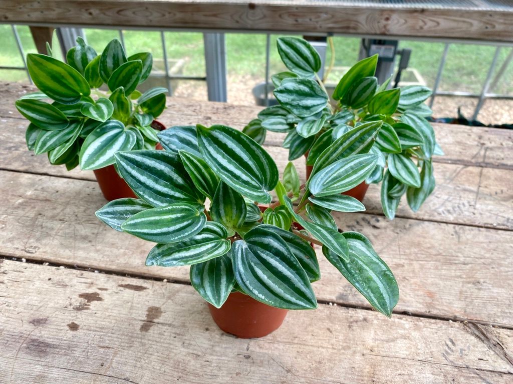 Peperomia Mini Watermelon 4&quot; Pot