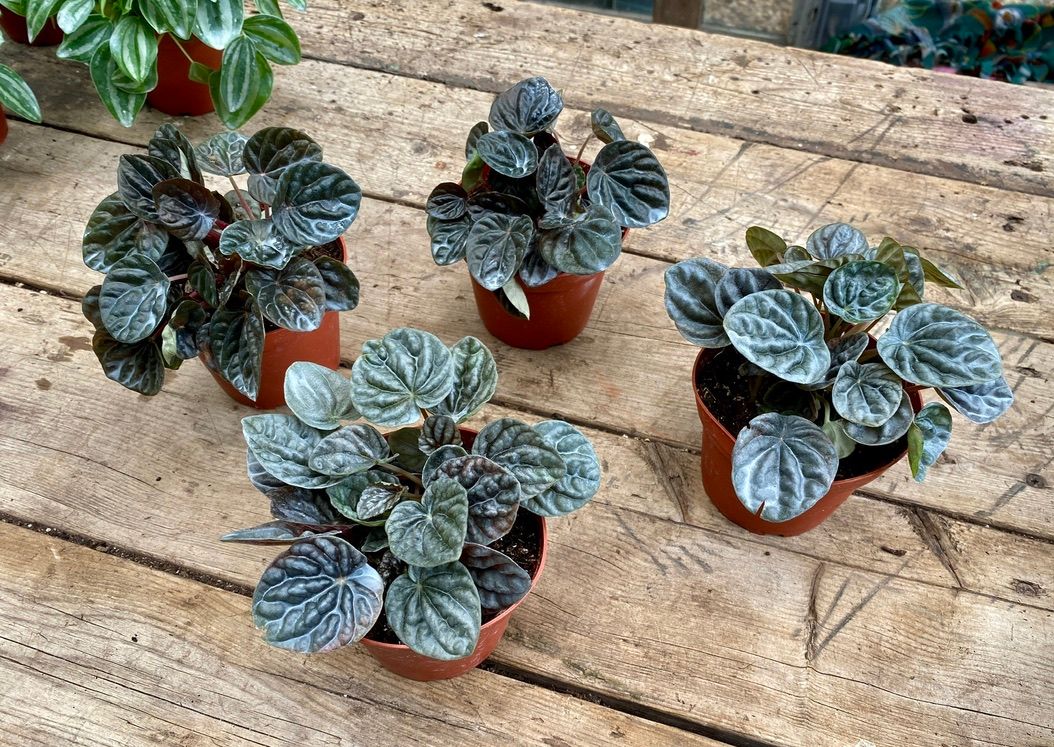 Peperomia caperata Emerald Ripple 4&quot; Pot