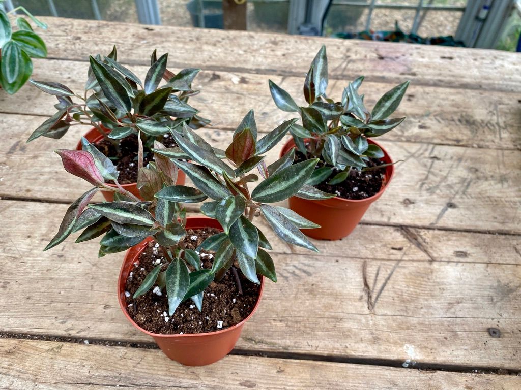 Peperomia Metallica 4&quot; Pot