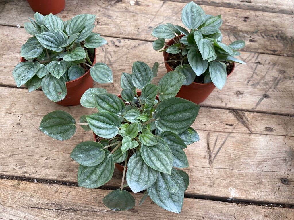 Peperomia Frost 4&quot; Pot Live Plant