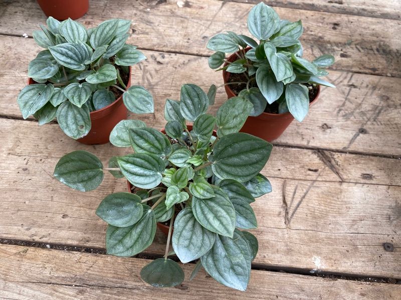 Peperomia Frost 4&quot; Pot Live Plant