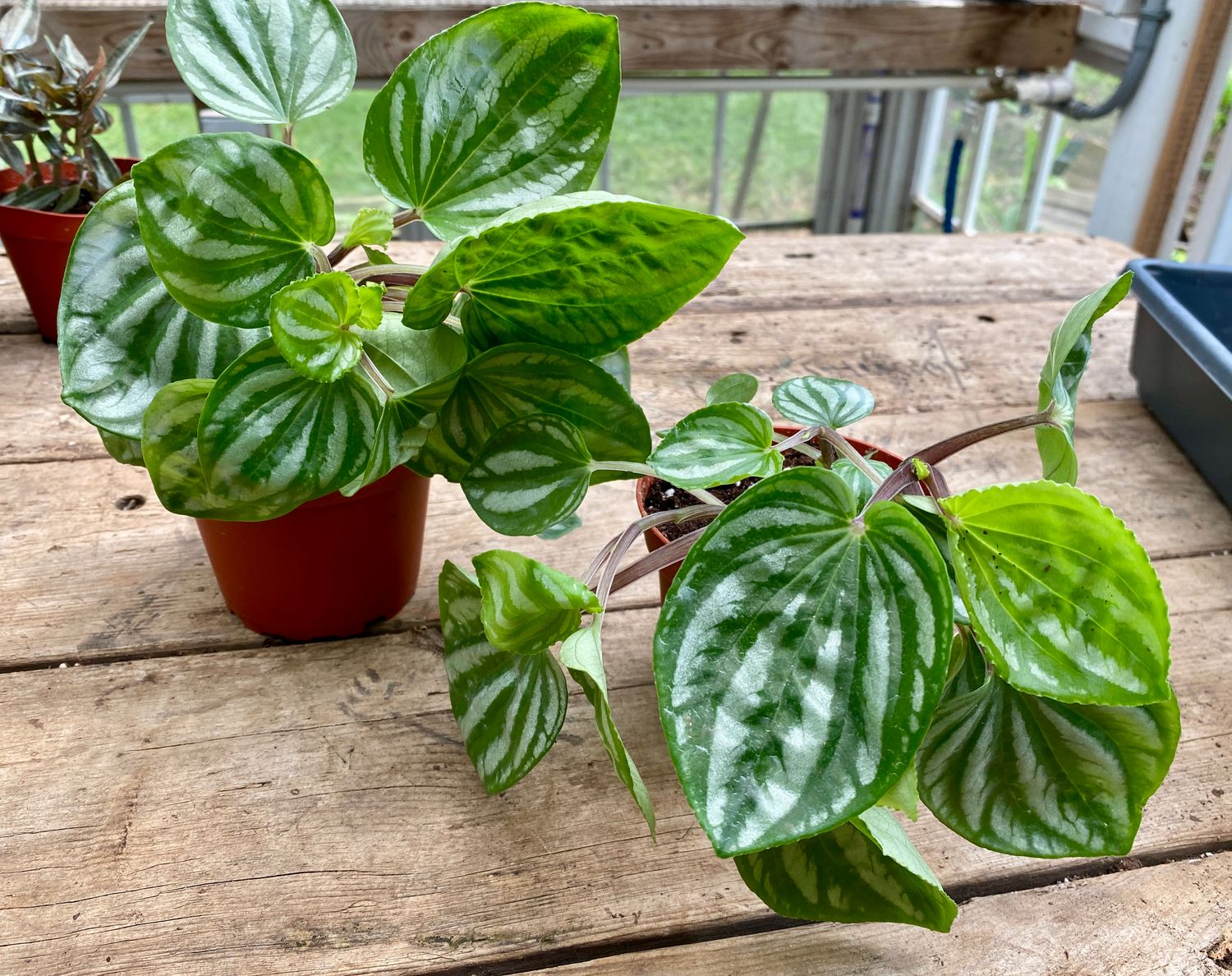 Peperomia Dragon Skin 4&quot; Pot Live Plant