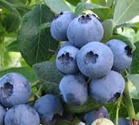 Blueberry Bush Alapaha 3 gallon