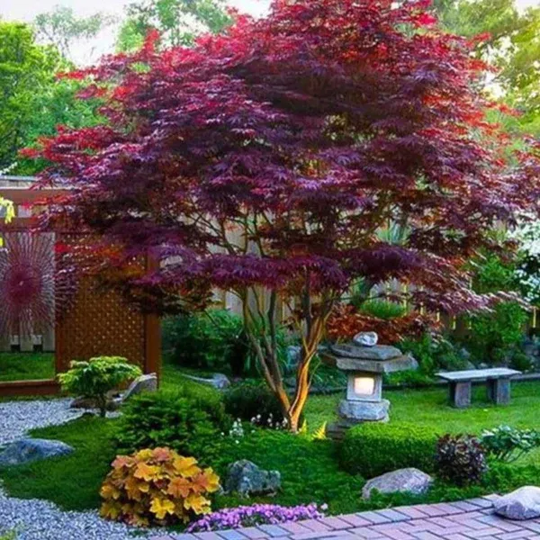 Red Japanese Maple Atropurpureum Acer palmatum #3