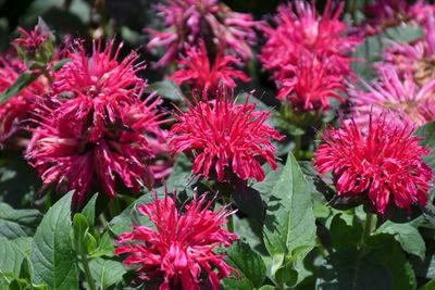 Perennial Plants
