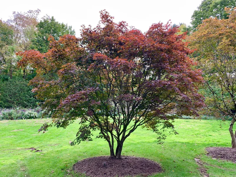Japanese Red Maple #1