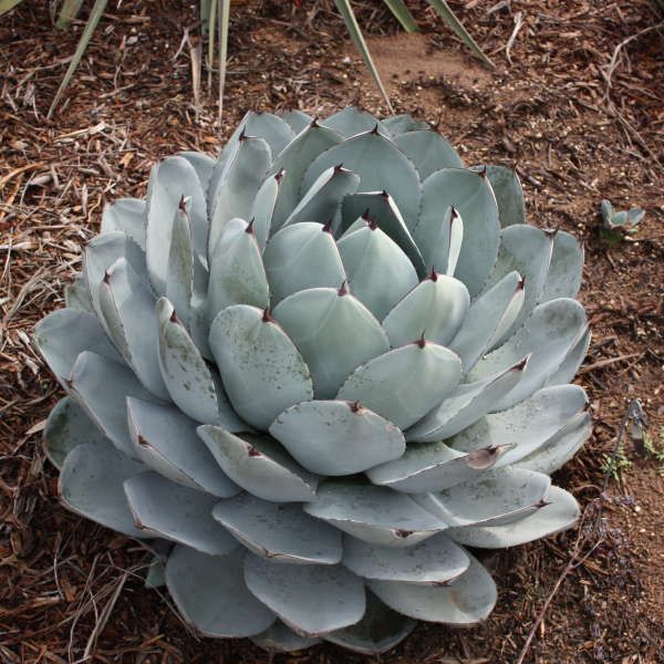 Agave parryi ‘Truncata’ Hardy Century Plant #1