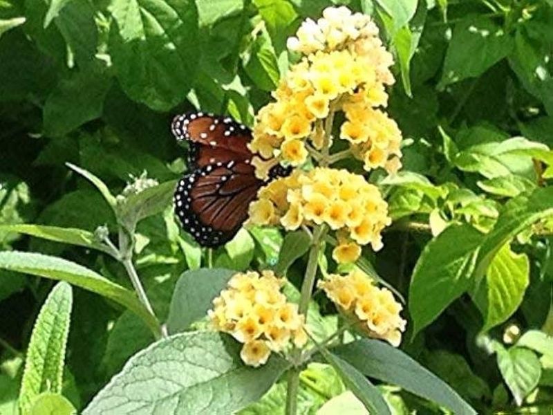 Buddleia davidii ‘Honeycomb’ Honeycomb Yellow Butterfly Bush