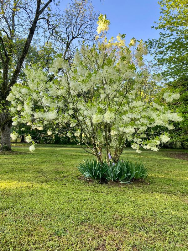 Grancy Greybeard Chionanthus virginicus Fringetree #5