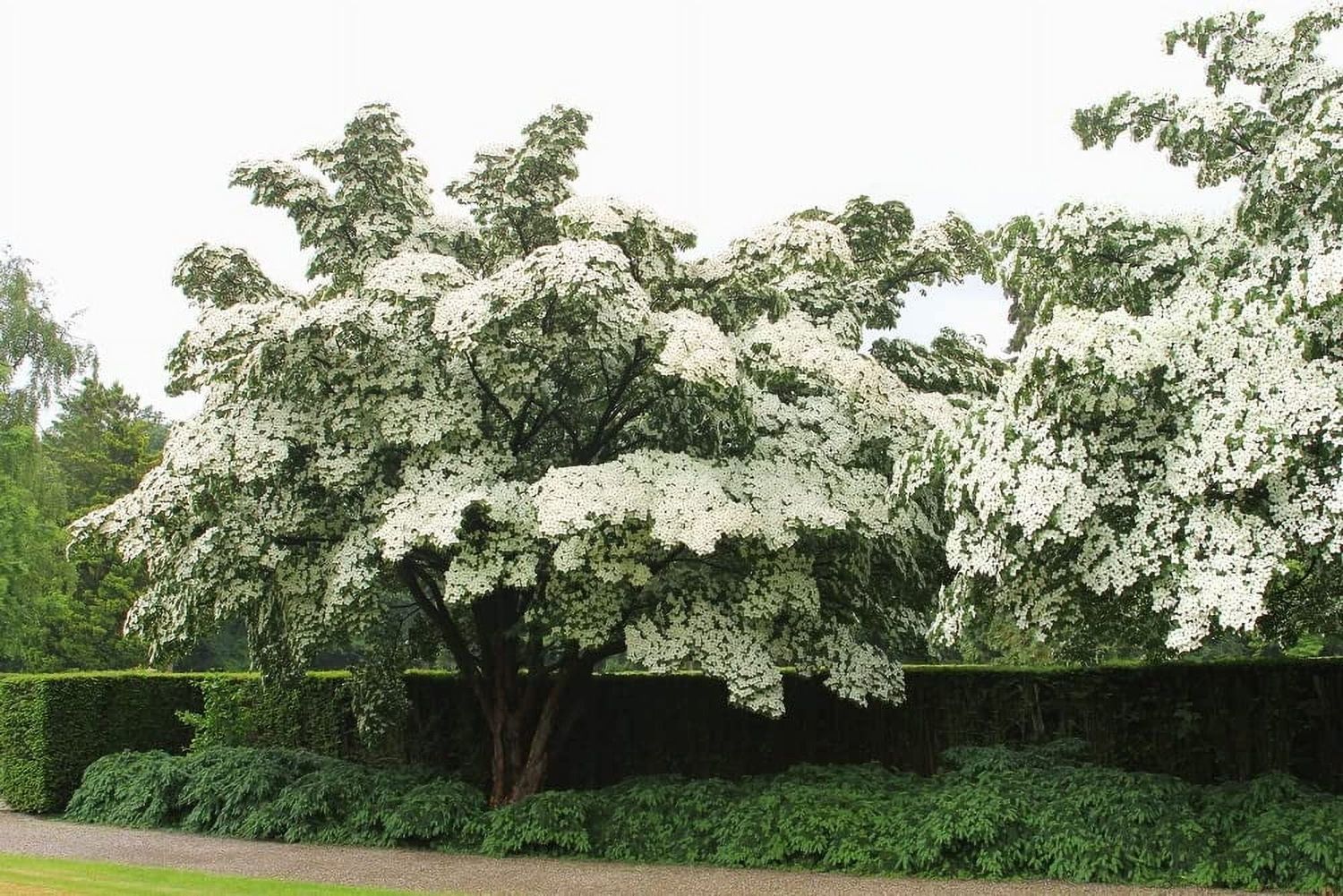 Kousa Dogwood Cornus kousa #3